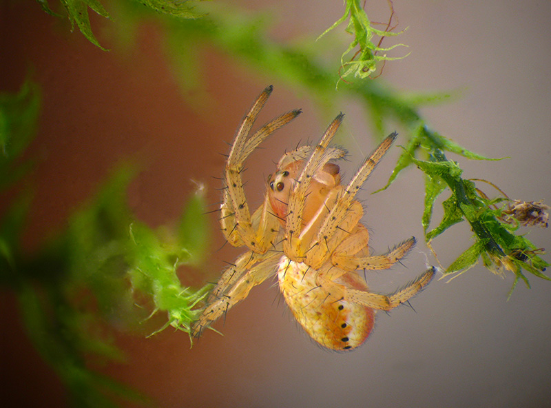 Araniella sp. immaturo?